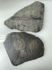 2 Schieferplatten Mit Versteinerungen Ammoniten & Tintenfisch