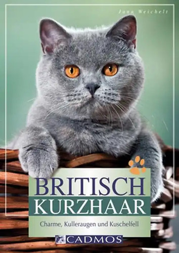 Britisch kurzhaar - britisch,