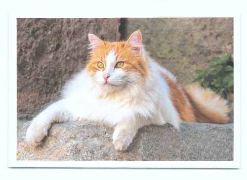 Postkarte katze neu - ak,