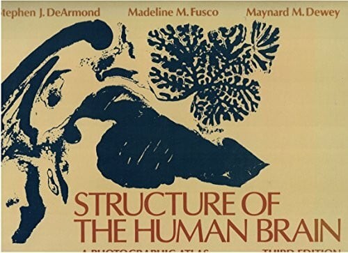Structure the human - of, brain