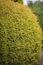 Thuja occidentalis