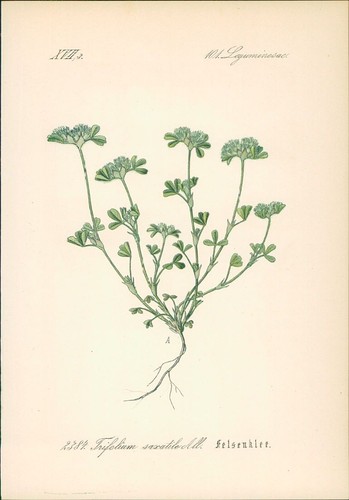 Chromolithographie - ,