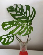Monstera subsp. Esqueleto epipremnoides Ableger  Steckling no Pflanze Variegata 