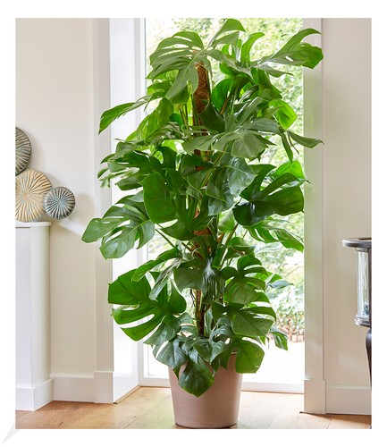 Monstera fensterblatt 70 - ca.,
