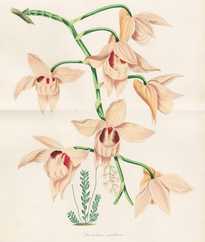 Dendrobium moschatum himalaya - moschatum,