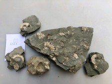 Ammonitengrab / Stufe zum Präparieren Lias Delta Fossilien in Matrix 5 Stück K51