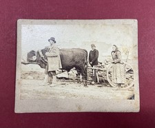 org. Foto, Ochse, Landwirt