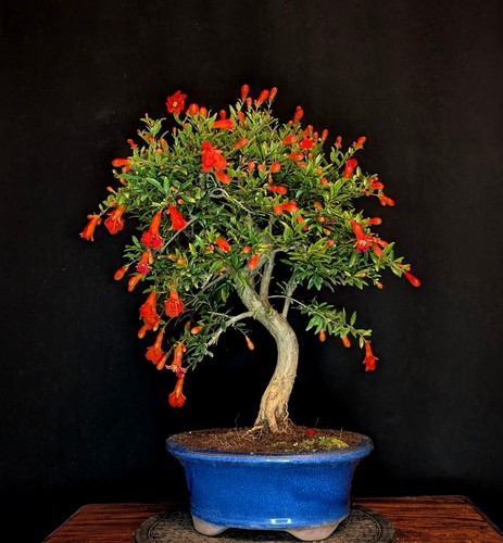Bonsai granatapfel punica - granatapfel,