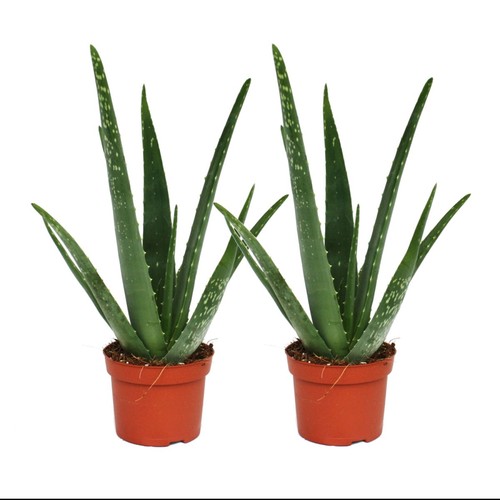 Exotenherz 2er set aloe - 2er,