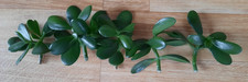 Geldbaum * Crassula Ovata *