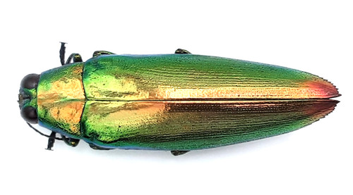 Buprestidae chrysochroa - buprestidae,,