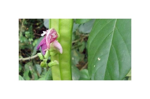 Canavalia villosa - 5x,