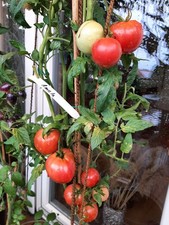     ORIGINAL Saatgut der