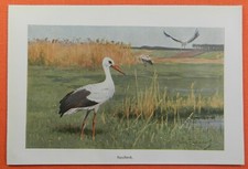 Hausstorch Weißstorch Ciconia ciconia Klapperstorch Farbdruck 1910  Storch 
