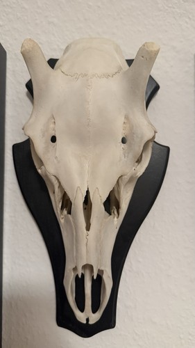 Rotwild hirsch trophäe - trophäe, im