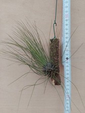 Tillandsia filifolia