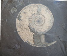 Ammonit Eleganticeras elegantulum, Lias Epsilon II,  Ohmden/Holzmaden, selten!!