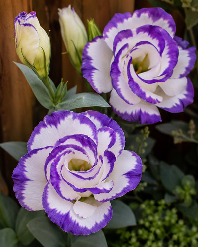 8000597 eustoma grandiflorum - eustoma,