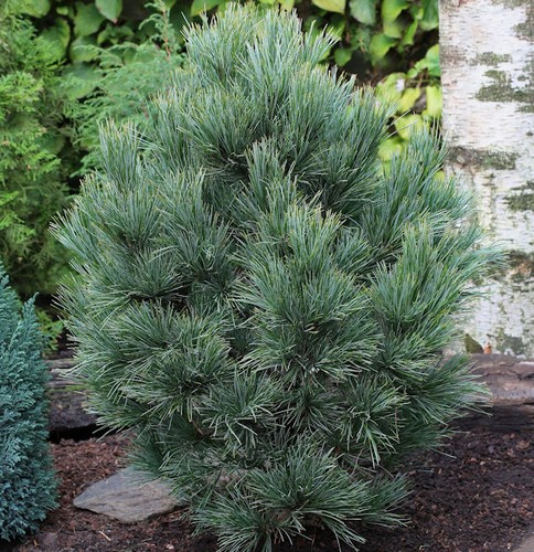 Zirbelkiefer 50cm pinus - -,