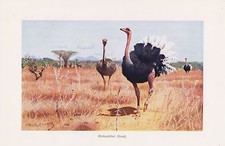 Afrikanischer Strauß Struthio