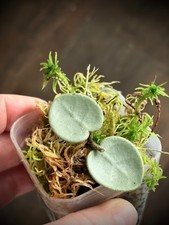 Hoya Mathilde Grey Fairy -