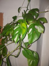 Rhaphidophora Tetrasperma "  Monstera Minima /Aurea Sport Variegata Plant .,