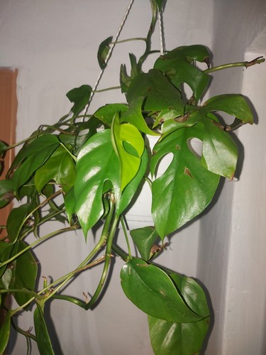Rhaphidophora tetrasperma - rhaphidophora,