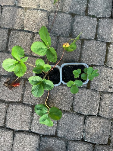 Erdbeerpflanzen ableger - erdbeerpflanzen,,