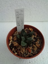 Ariocarpus fisuratus VZD 341