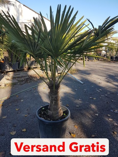 Hanfpalme trachycarpus - hanfpalme,