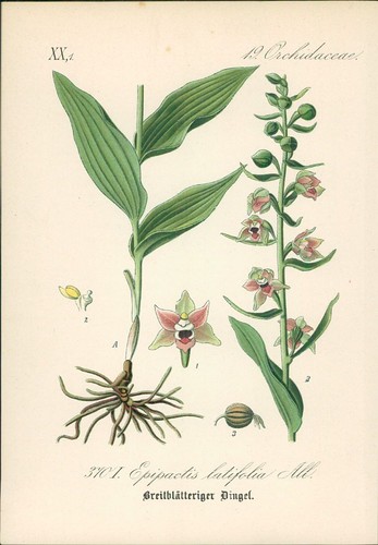 Chromolithographie - ,