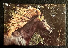 Pferdepostkarte, AK Pferde, Pferdepostkarten Artcolor, Asil Araber