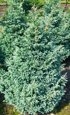 Kleine Silberzypresse Chamaecyparis pisifera 'Boulevard'  40 - 50 cm