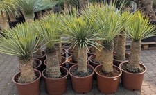 Yucca Rostrata 50-60cm Stamm
