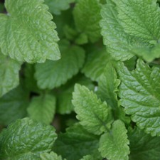 1000 Samen ZITRONENMELISSE Melissa officinalis Heilpflanze Klostergarten 
