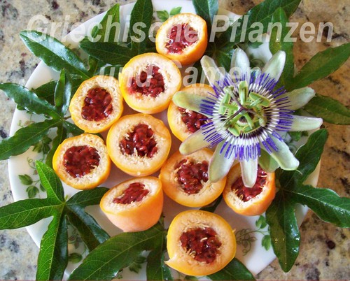 Passionsblume passiflora - passionsblume,