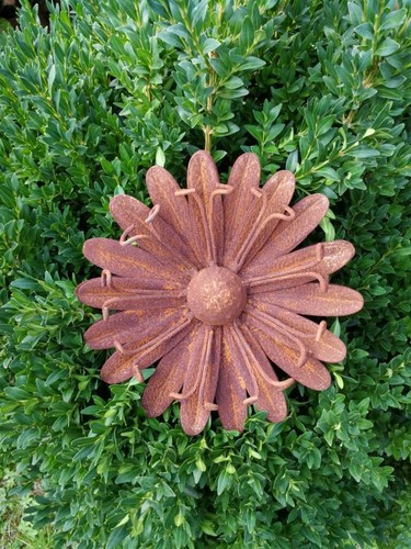 Edelrost blume margerite - edelrost,