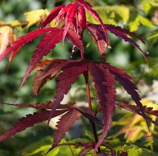 Roter schlitzahorn ornatum - roter,