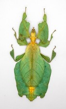 Leaf Insect -Phylliidae