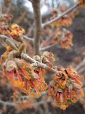 Hamamelis intermedia Cyrille -