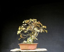 Bonsai outdoor winterhart Eberesche, Sorbus aucuparia,  H46 B55 D7 cm