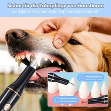 Ultraschall haustier - ultraschall,