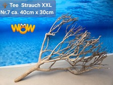 🪴 XXL Tee Strauch Aquarium