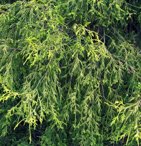 Gelbe zwerg faden - gelbe,