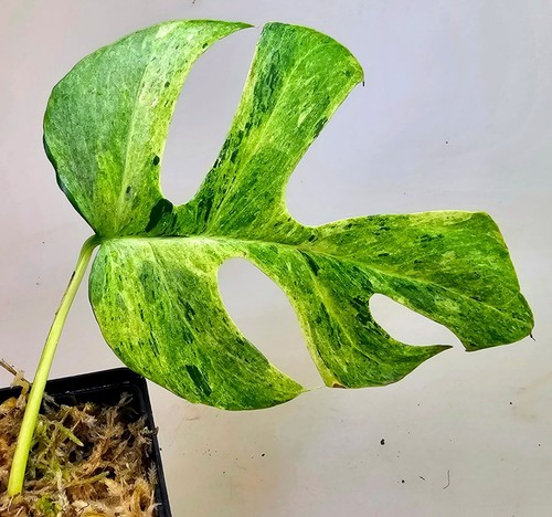 Sehr schöne rhaphidophora - sehr,