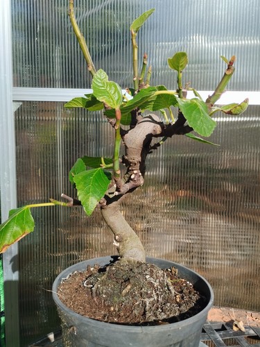 Bonsai feigenbaum fig - bonsai, feigenbaum,