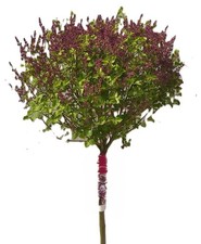 Flieder duftflieder syringa - duftflieder,