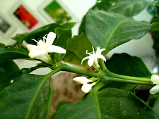 Kaffee  Cafe Arabica, Kaffeebaum, 5 große Pflanzen im Topf 20 cm, Bio duftend,