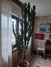 Dreikantige Wolfsmilch