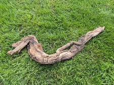 68 cm XL Treibholz Schwemmholz